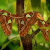 Martinac atlas - Attacus atlas 3348